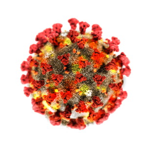 the corona virus